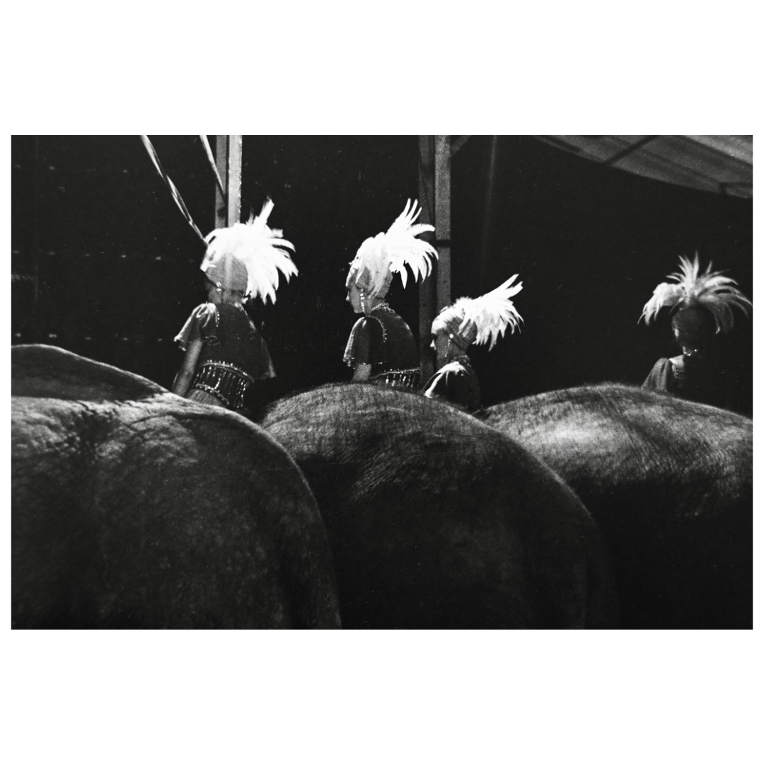 Elephant with white feathers