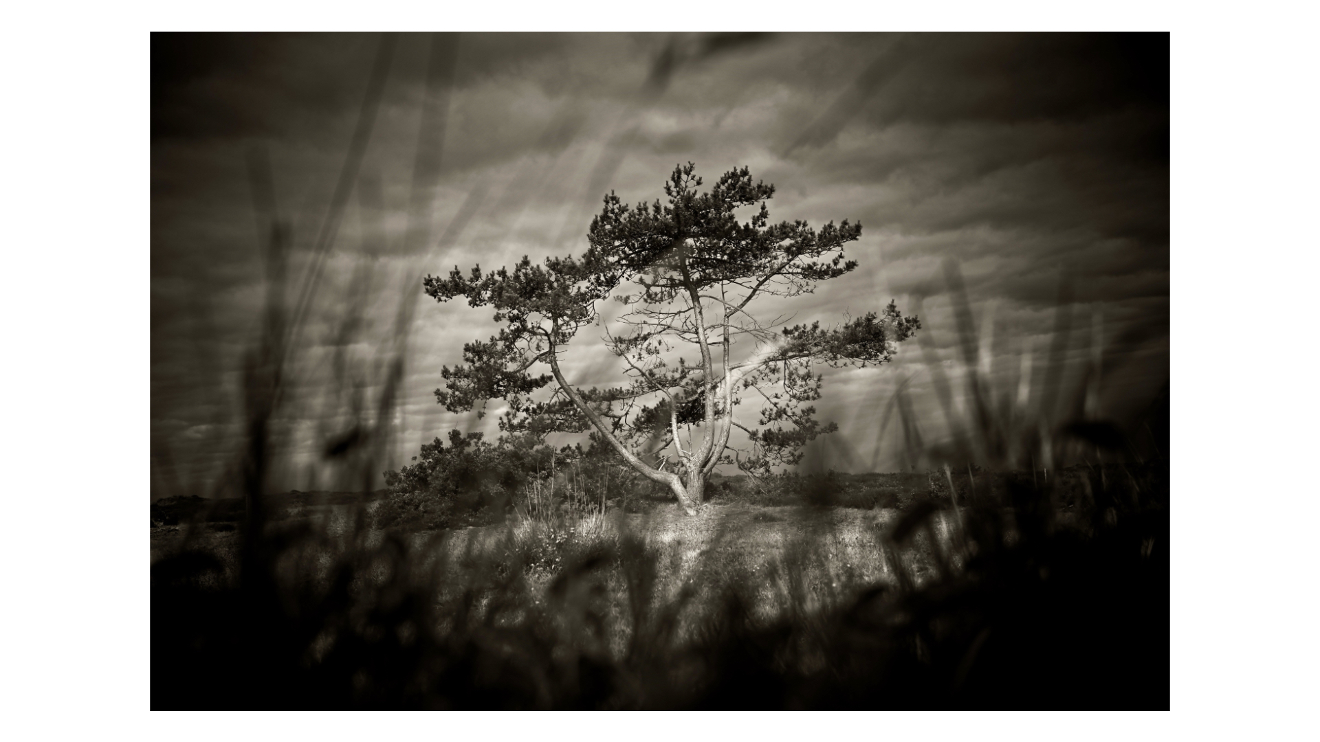 goddess of the forest