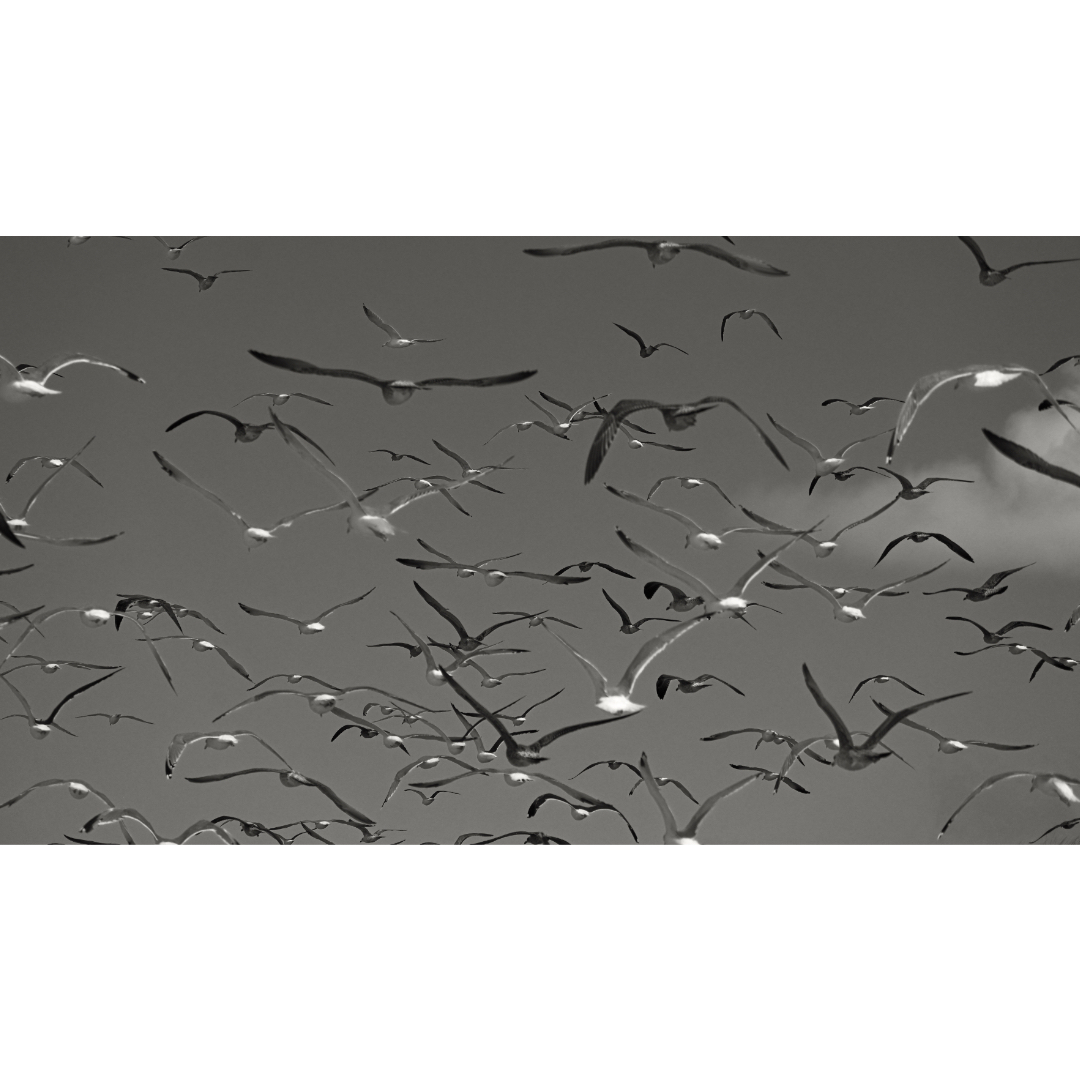 thinking gulls
