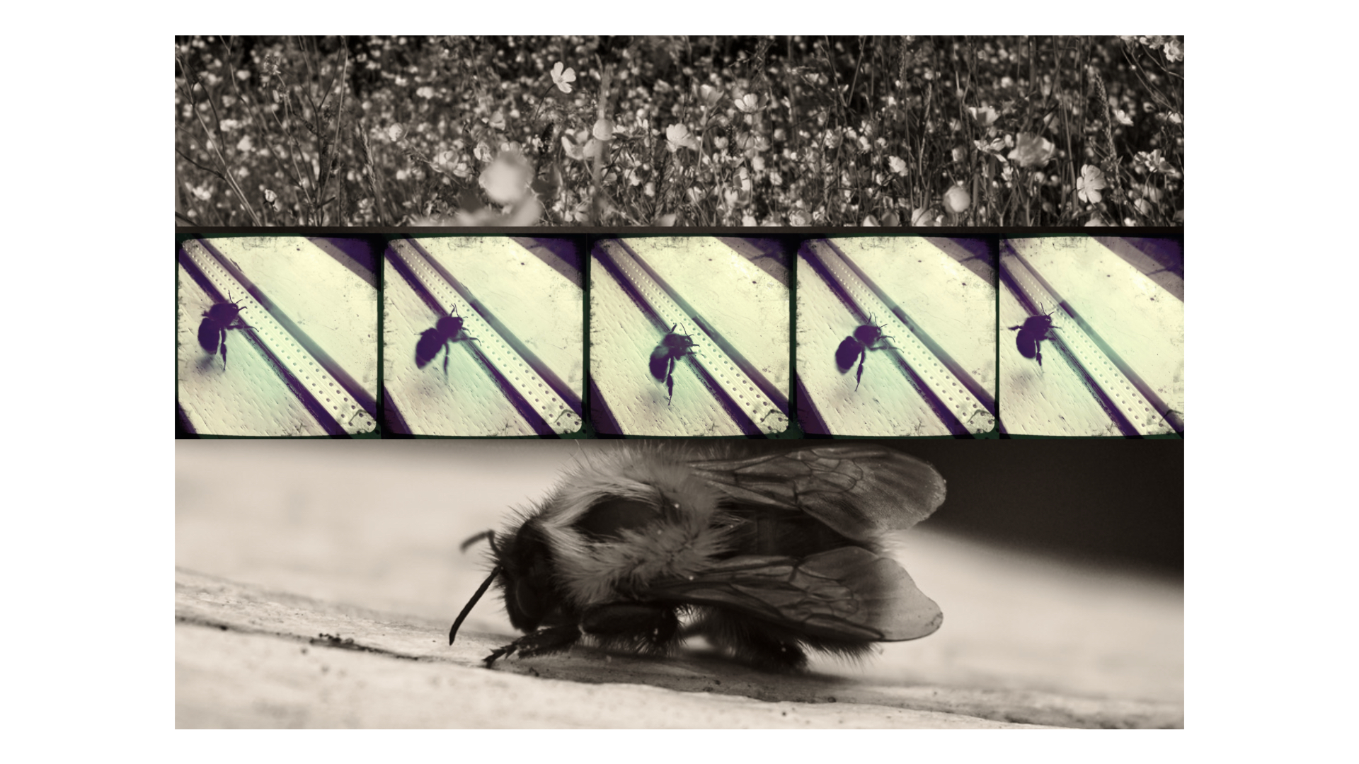 On the Ferry Across the IJ in Amsterdam