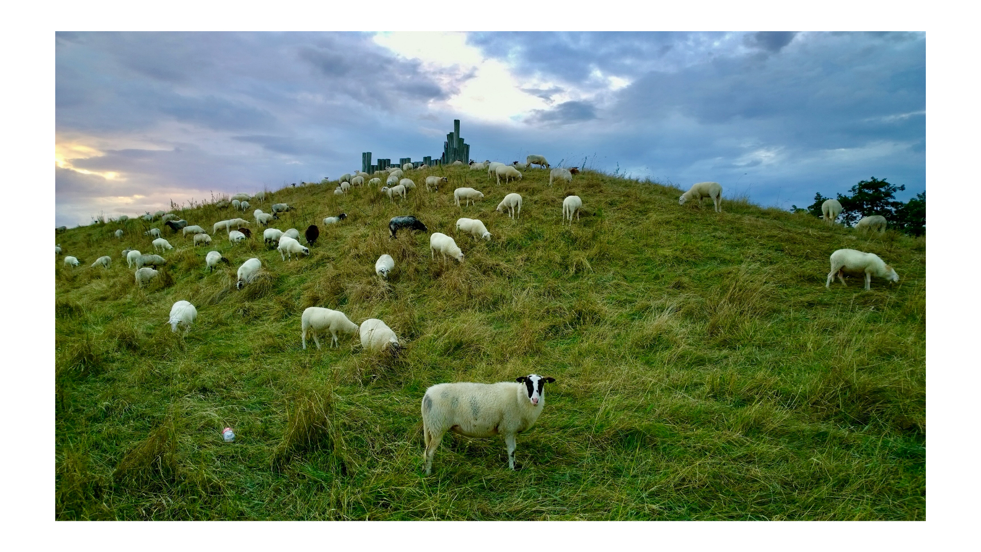 the wolves hiding in wool.
