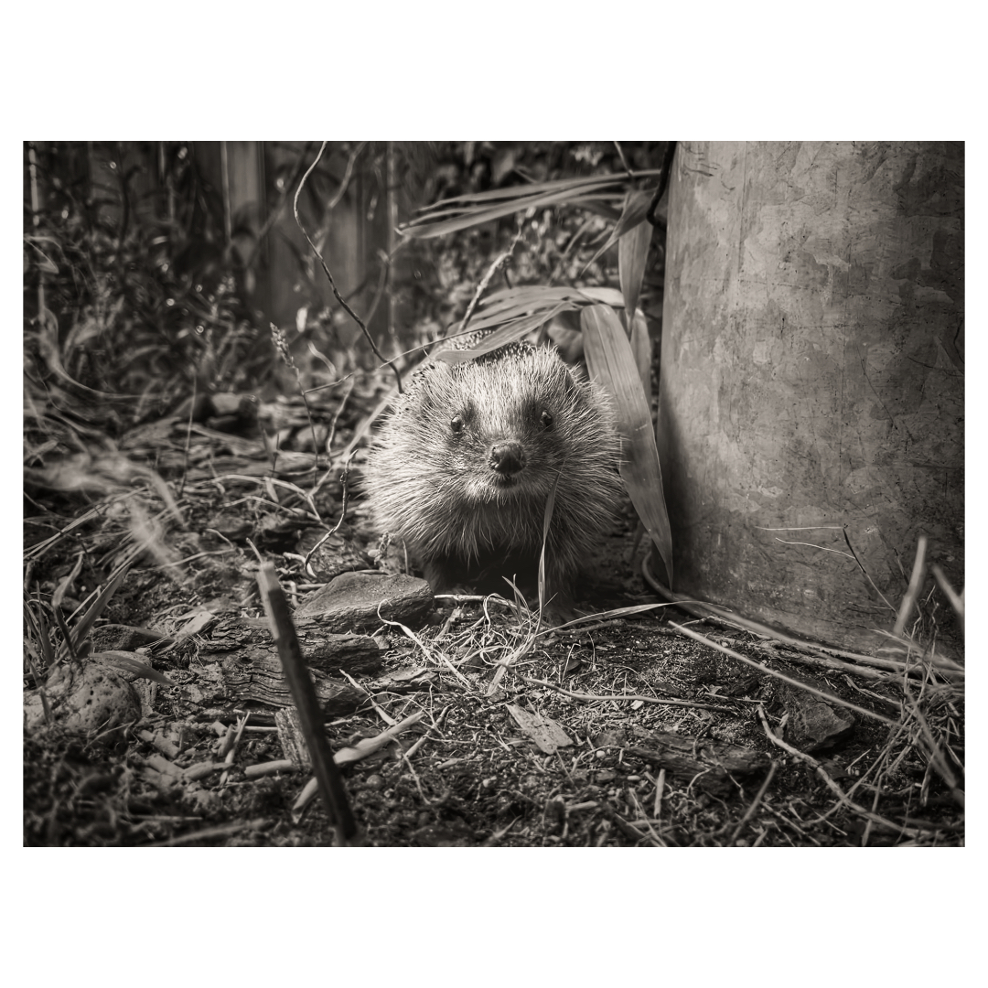 don’t go sonic into the garden