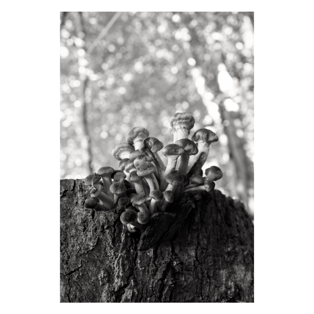 the seen and the unseen