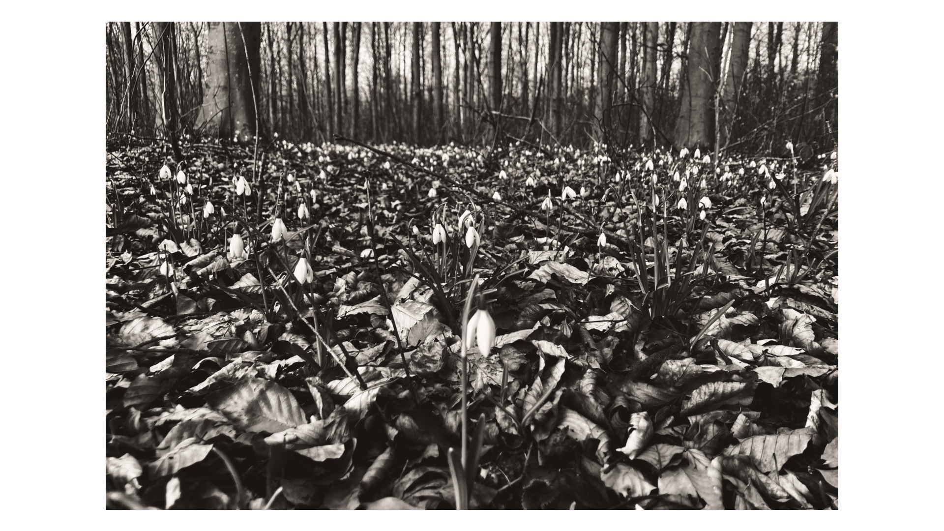 The Ethics of Spring